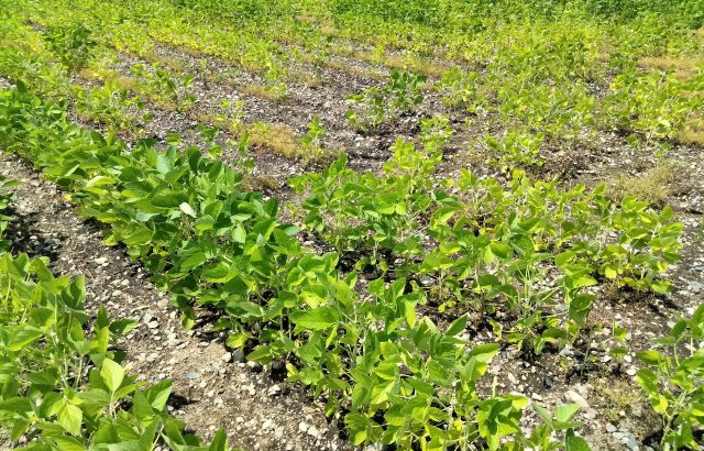 気候変動の影響で「適地」が変わる！？作物栽培への影響はすでに起きている｜画像１