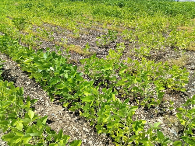 気候変動の影響で「適地」が変わる！？作物栽培への影響はすでに起きている｜画像１