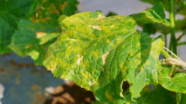 【植物の病害あれこれ】べと病について。べと病の原因やべと病になりやすい作物、対処法を紹介