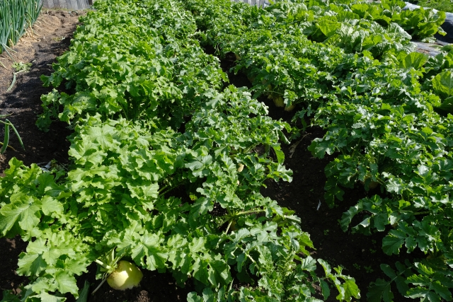 どんな野菜が売れている？売れる品目を選ぶ際の注意点｜画像２