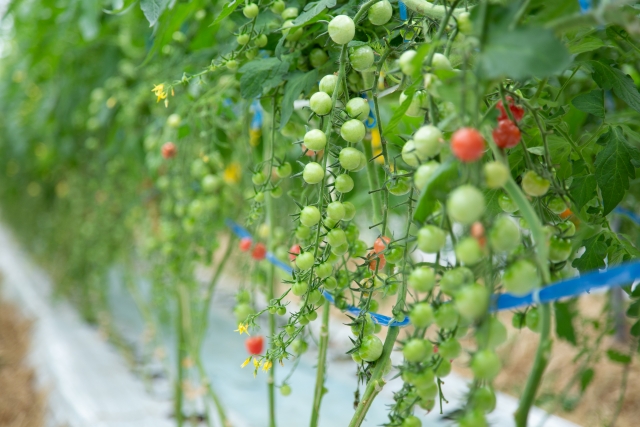 どんな野菜が売れている？売れる品目を選ぶ際の注意点｜画像３