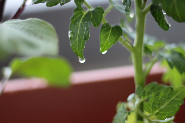 植物や微生物の香り成分を活用した病害・虫害抑制について｜画像２