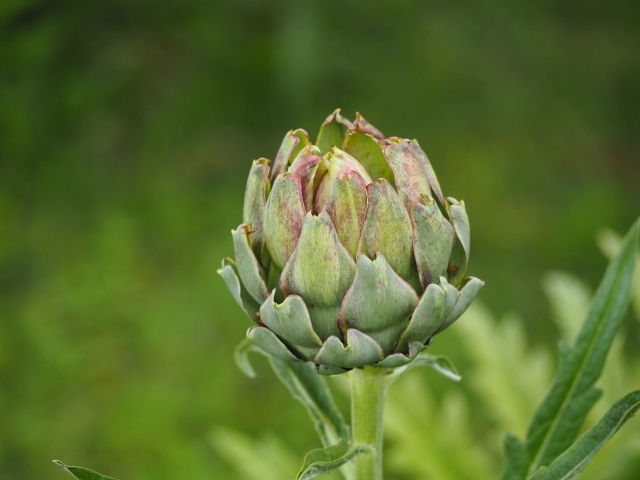 日本ではまだ珍しい西洋野菜について。代表的な西洋野菜、どう栽培する？どう販売する？｜画像５