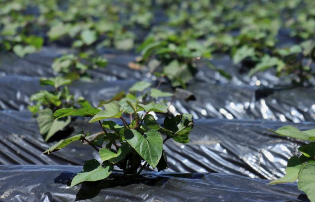 【植物の病害あれこれ】サツマイモ基腐病について。基腐病の原因や対処法を紹介