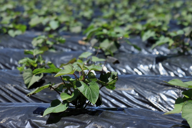 【植物の病害あれこれ】サツマイモ基腐病につい｜て。基腐病の原因や対処法を紹介｜画像１