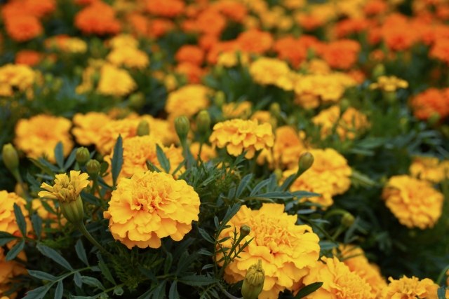 【植物の病害あれこれ】青枯病について。青枯病の原因や青枯病になりやすい作物、対処法を紹介｜画像２