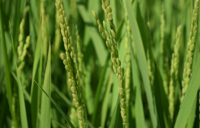 もみ殻に多く含まれるケイ酸について。ケイ酸が野菜に与える効果とは。|画像１