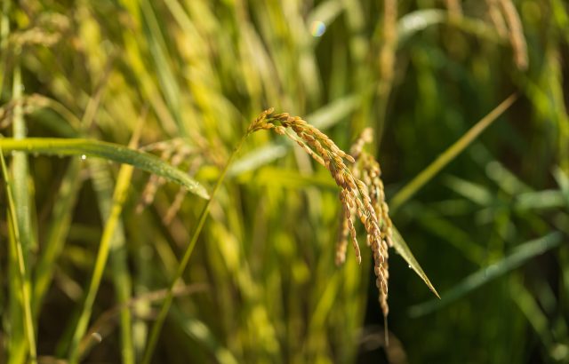 疎植栽培と密植栽培。それぞれの栽培方法の特徴とは。