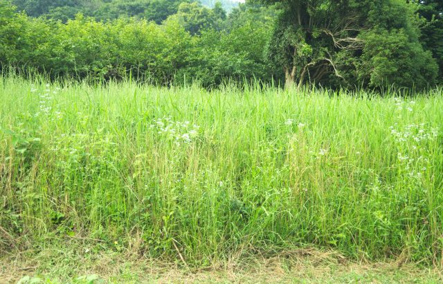 所有者不明農地とは。所有者不明農地の現状について