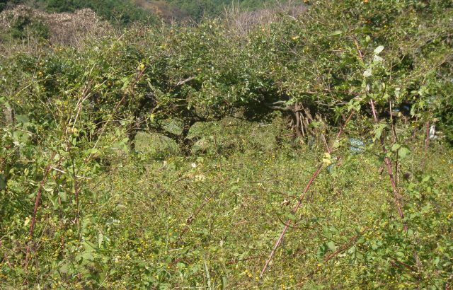 鳥獣被害を起こさないために。圃場周辺の環境を見直すススメ｜画像１