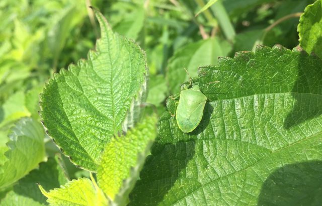 温暖化の影響でカメムシが大量発生！？その背景と習性を活かした対策について