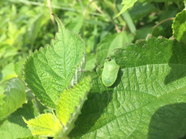 温暖化の影響でカメムシが大量発生！？その背景と習性を活かした対策について｜画像１