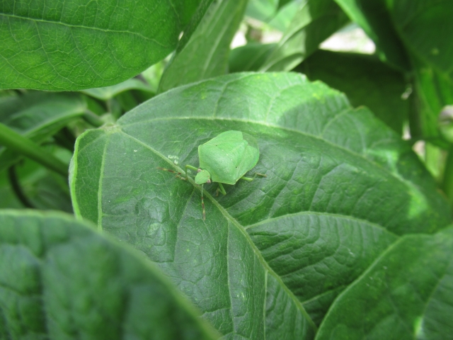 農薬抵抗性害虫への期待大！？振動を活用した害虫防除策とは｜画像２