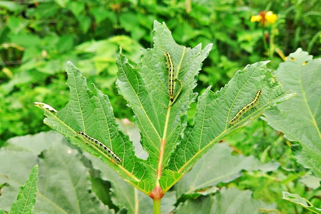 農薬抵抗性害虫への期待大！？振動を活用した害虫防除策とは｜画像３