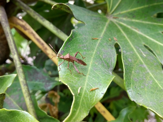 微生物を利用した害虫防除策について。害虫の病気の原因に着目した微生物の利活用。｜画像２