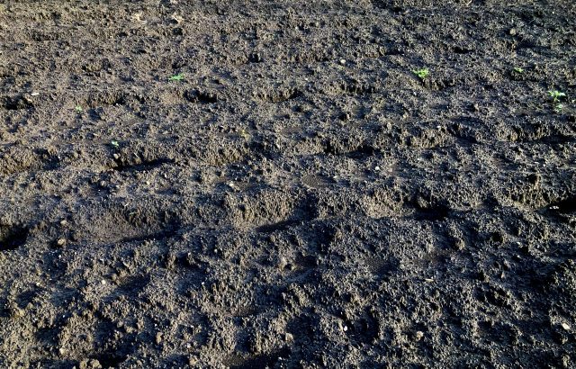 土着微生物の利活用について。土着微生物と病気の関係と利用する際の注意点