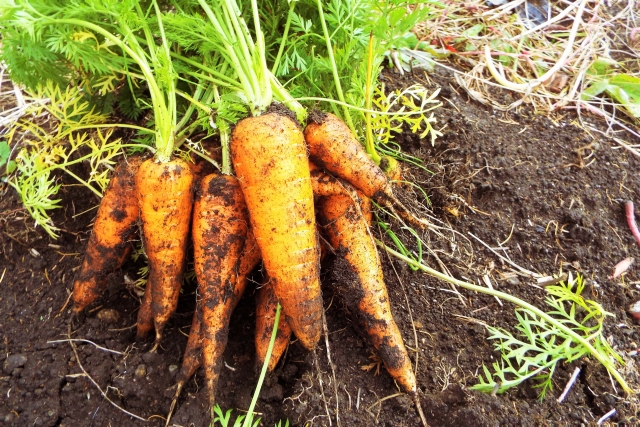 バイオロジカルファーミング（Biological Farming、生態調和型農業）とは何か。｜画像２