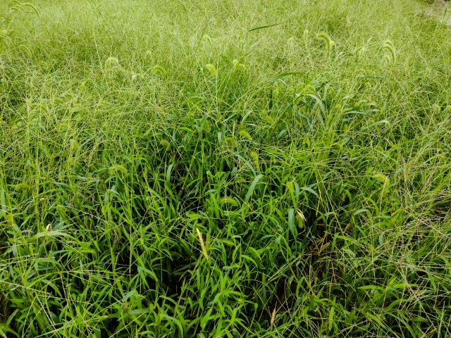 耕作放棄地、荒廃農地はどうやって再生する？農地の再生手順について｜画像１