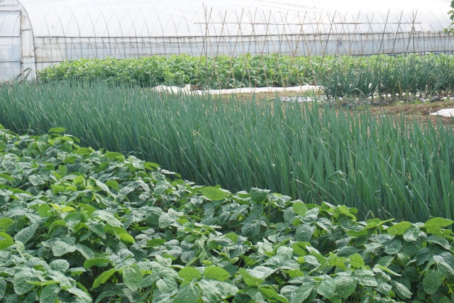 今さら聞けない生産緑地制度【後編】生産緑地の貸借ができるようになった背景とは。｜画像２