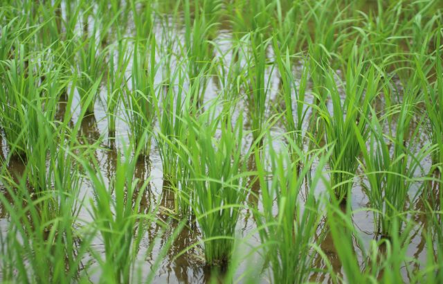 今さら聞けない「田んぼダム」【前編】田んぼダムの仕組みと効果。｜画像１