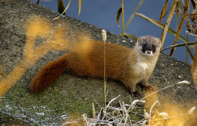 害獣イタチについて。その生態と防除方法について。｜画像１