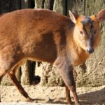 害獣キョンについて。キョンの生態と防除方法とは。｜画像１