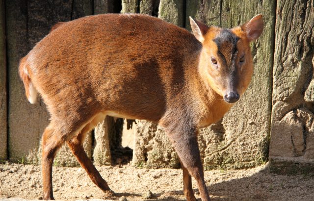 害獣キョンについて。キョンの生態と防除方法とは。