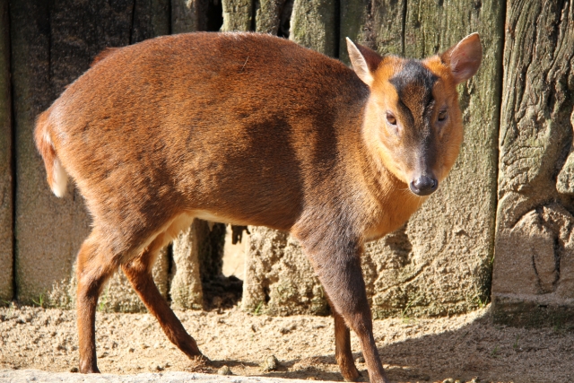 害獣キョンについて。キョンの生態と防除方法とは。｜画像１