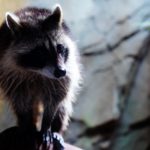 増加するアライグマによる農業被害。アライグマから農作物を守る方法とは。