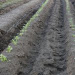 今更聞けない「畝内施肥」とは。畝内施肥の効果やその方法について｜画像１