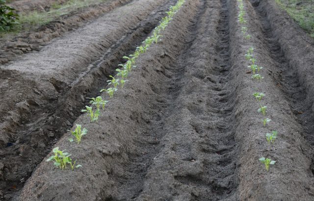 今更聞けない「畝内施肥」とは。畝内施肥の効果やその方法について