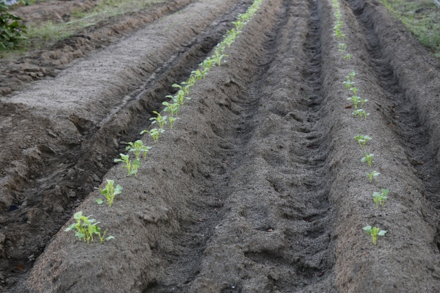 今更聞けない「畝内施肥」とは。畝内施肥の効果やその方法について｜画像１