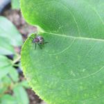 振動を利用した害虫防除技術。昆虫が振動をどう利用しているのかについても紹介。
