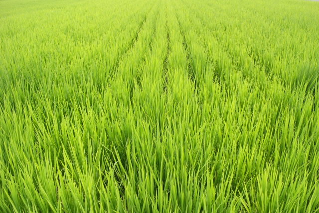 再び発生が拡大しているイネカメムシとは。生態や防除法について｜画像３