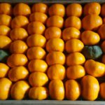 農作物に起こりうる貯蔵病害、その原因と対策について｜画像１