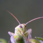 天敵昆虫タバコカスミカメについて。土着天敵、生物農薬として有益なタバコカスミカメの利用法｜画像１