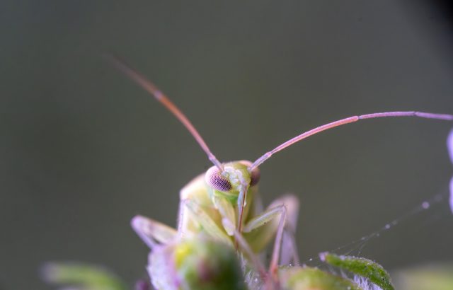 天敵昆虫タバコカスミカメについて。土着天敵、生物農薬として有益なタバコカスミカメの利用法