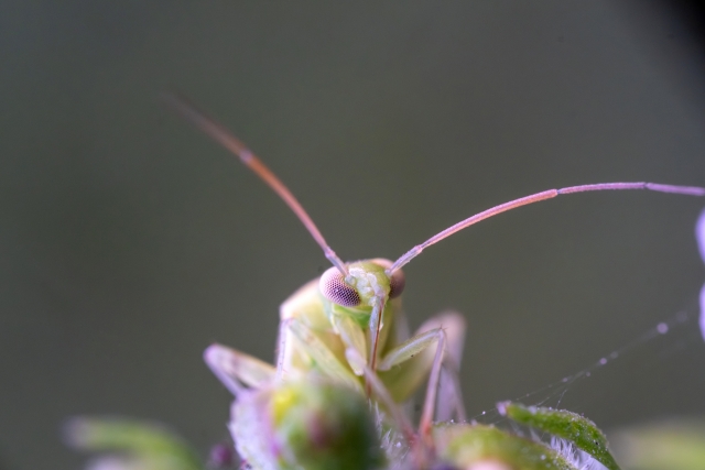 天敵昆虫タバコカスミカメについて。土着天敵、生物農薬として有益なタバコカスミカメの利用法｜画像１