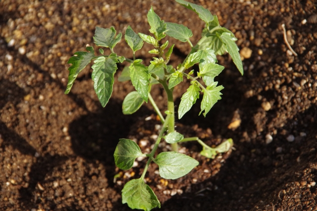 天敵昆虫タバコカスミカメについて。土着天敵、生物農薬として有益なタバコカスミカメの利用法｜画像３