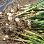 【植物の病害あれこれ】春腐病について。春腐病の原因や防除法を紹介｜画像１