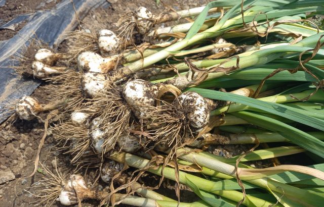 【植物の病害あれこれ】春腐病について。春腐病の原因や防除法を紹介