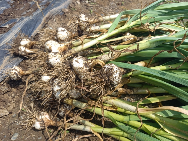 【植物の病害あれこれ】春腐病について。春腐病の原因や防除法を紹介｜画像１