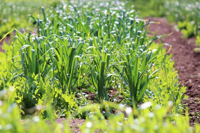【植物の病害あれこれ】春腐病について。春腐病の原因や防除法を紹介｜画像２