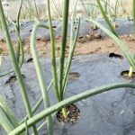 【植物の病害あれこれ】白色疫病について。白色疫病の原因や防除法を紹介｜画像１