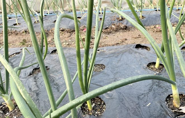 【植物の病害あれこれ】白色疫病について。白色疫病の原因や防除法を紹介