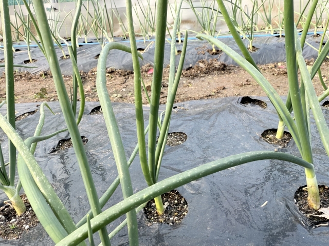 【植物の病害あれこれ】白色疫病について。白色疫病の原因や防除法を紹介｜画像１