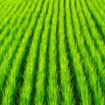 今さら聞けない「農家」の定義と分類について。｜画像１