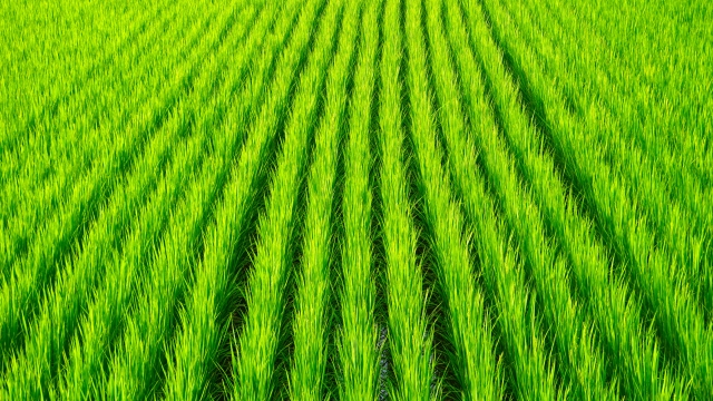 今さら聞けない「農家」の定義と分類について。