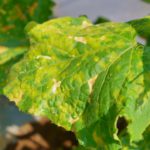 病害虫防除がうまくいかない理由とは。見分けにくい病害や農薬散布の方法をチェック。｜画像１