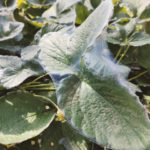 農業現場で見かけるダニ。同じダニでも害虫と天敵がいる！？ハダニとカブリダニの違い｜画像１